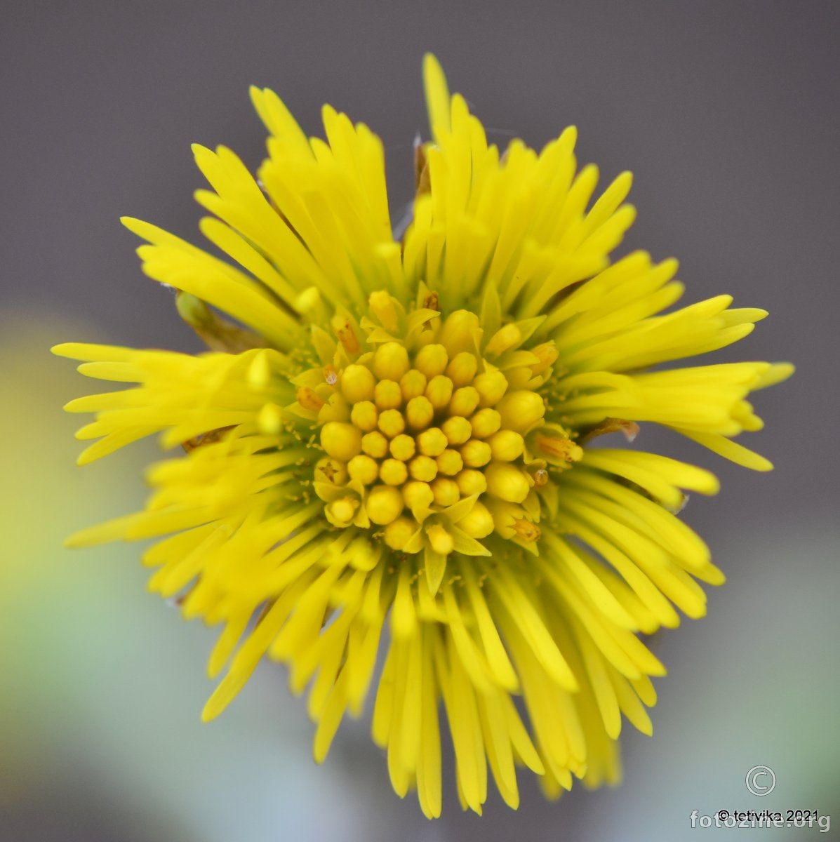 Podbjel, Tussilago farfara