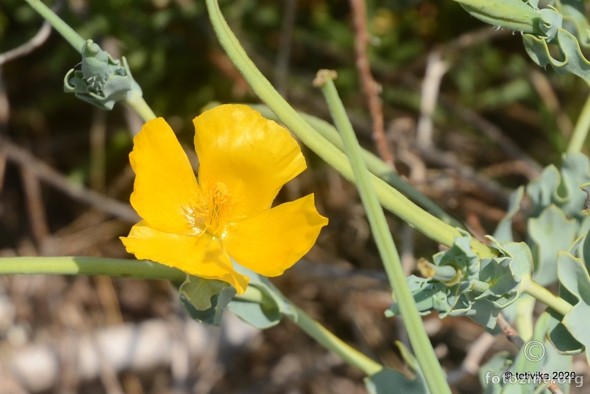 Primorska makovica, Glaucium flavum