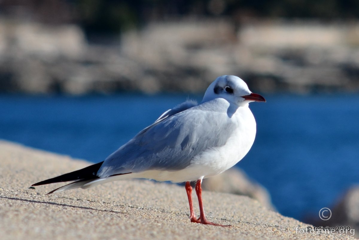 Riječni galeb, Chroicocephalus ridibundus