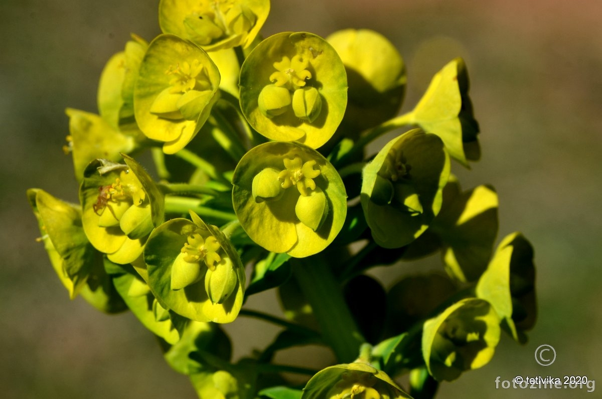 Veliki mlječak, Euphorbia characias