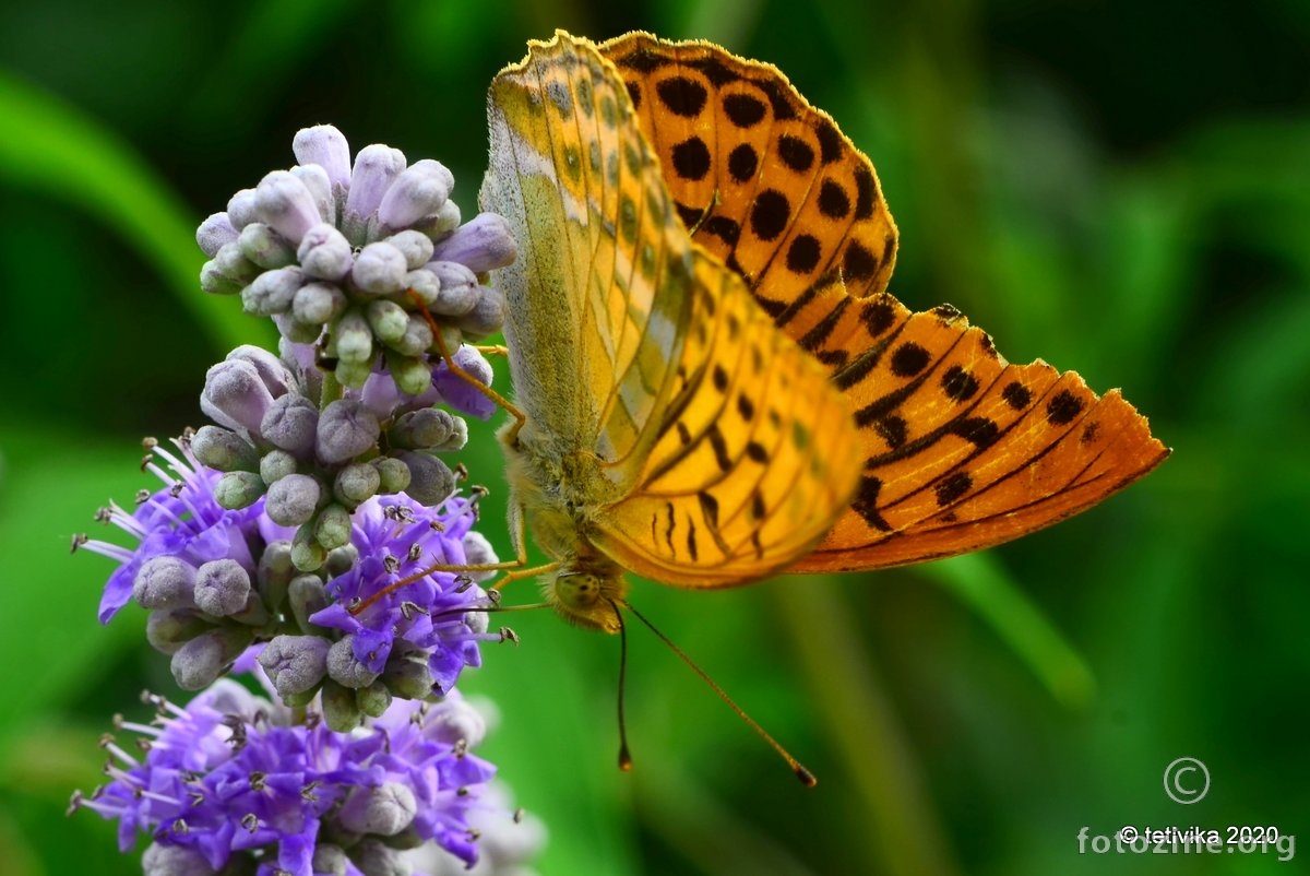 Zelena sedefica, Argynnis paphia