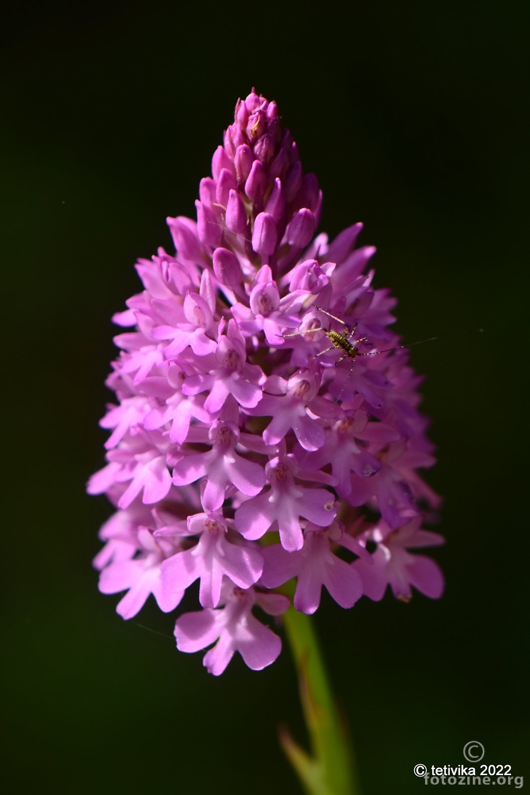 Vratiželja, Anacamptis pyramidalis