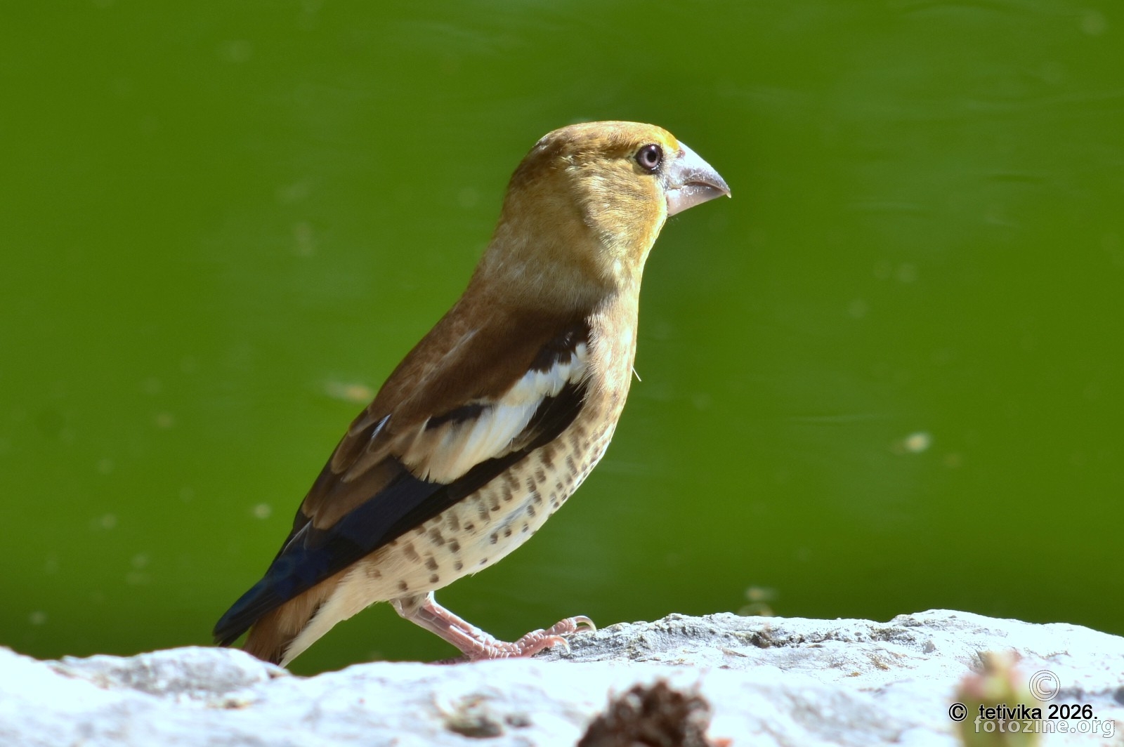 Batokljun, Coccothraustes coccothraustes 