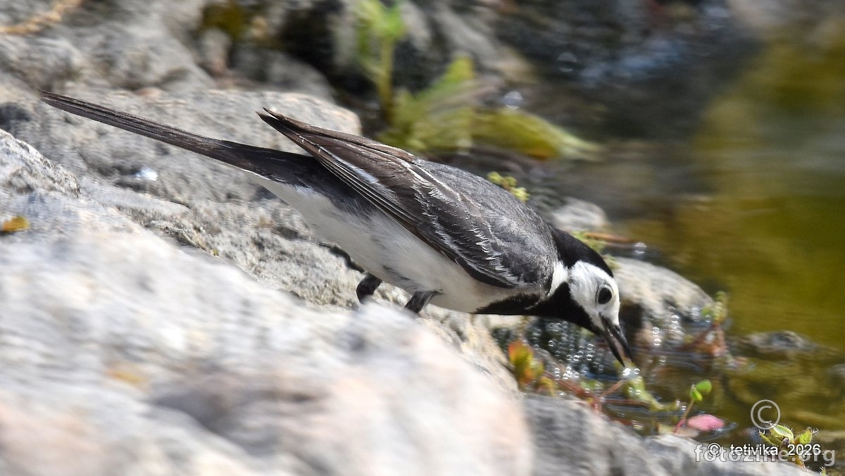 Bijela pastirica, Motacilla alba