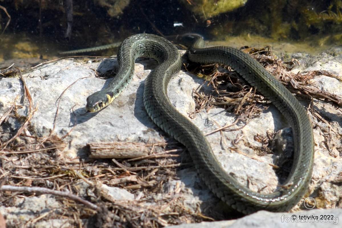 Bjelouška, Natrix natrix 