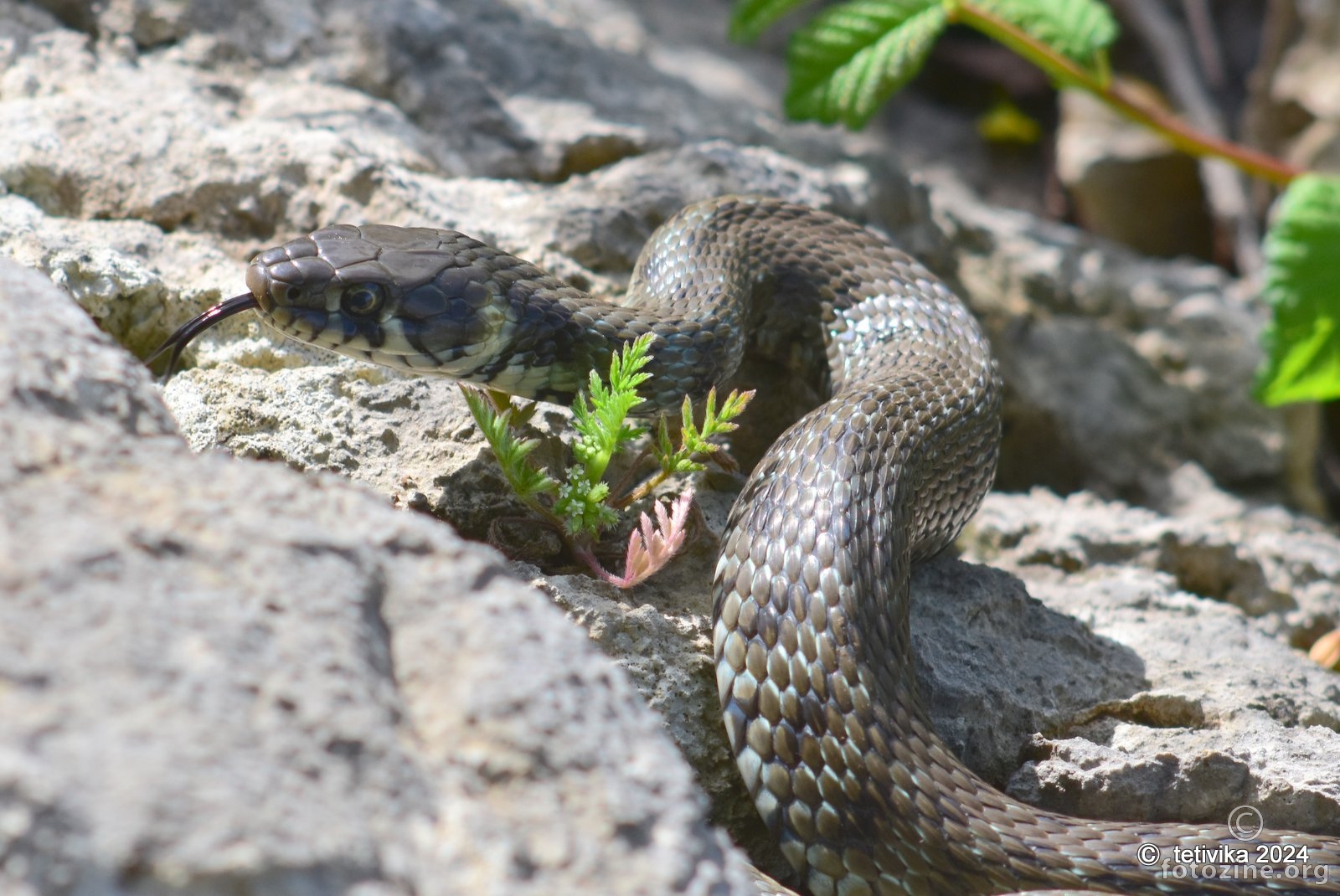 Bjelouška, Natrix natrix 