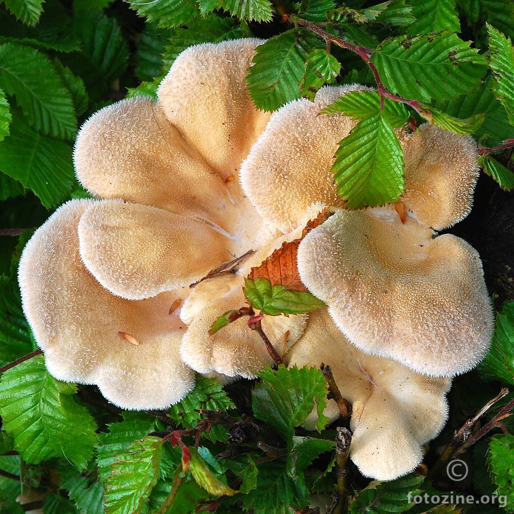 Brestovača, Pleurotus sapidus