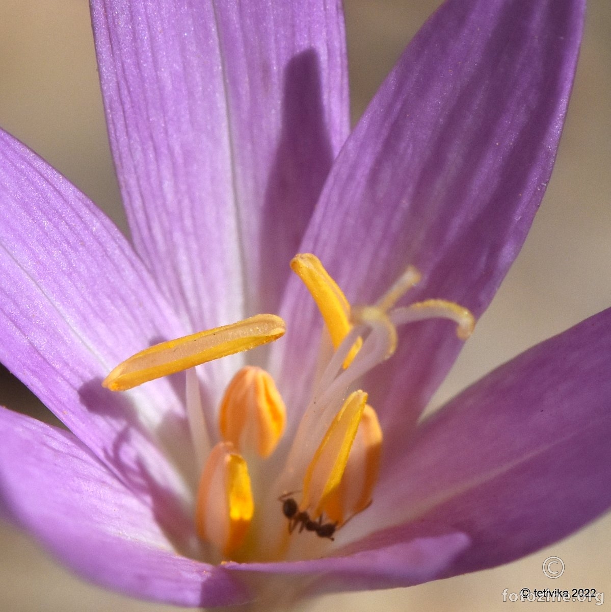 Colchicum autumnale var. kochii 