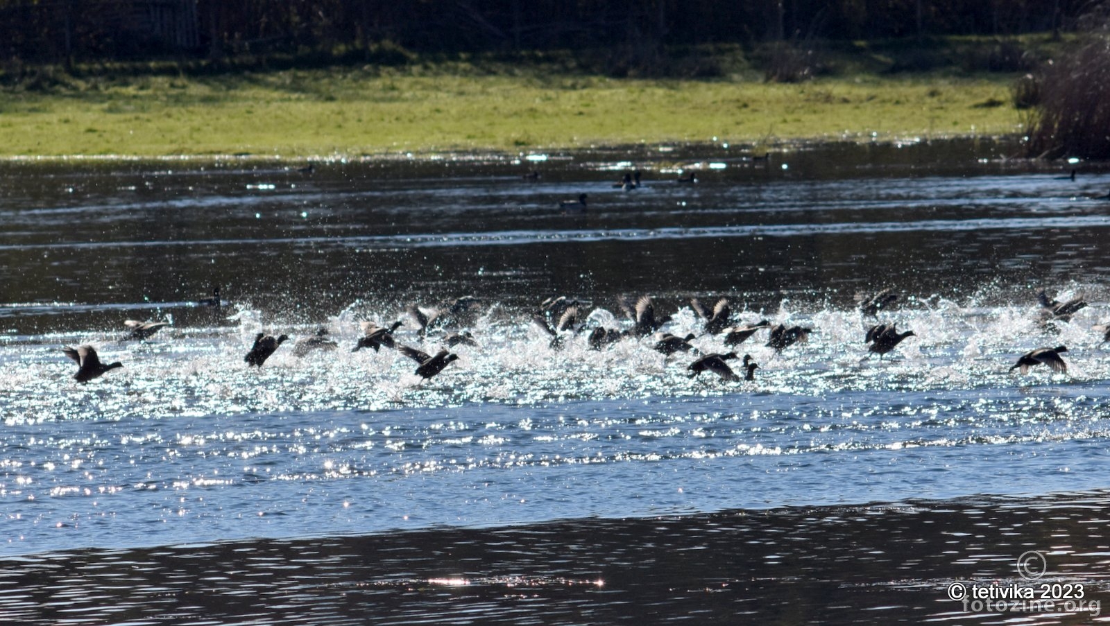 Crna liska, Fulica atra