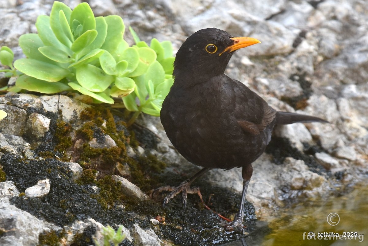 Crni kos, Turdus merula