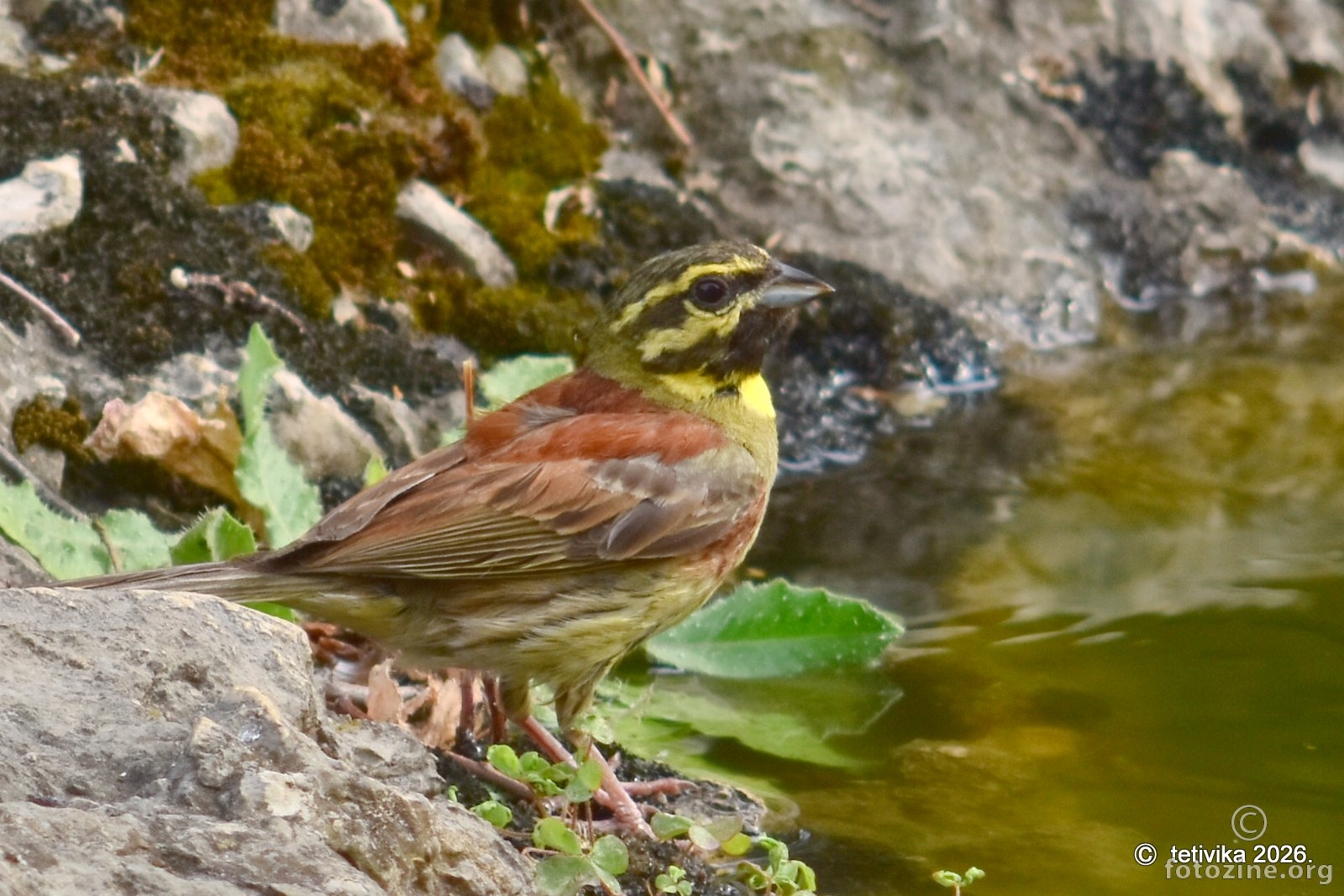 Crnogrla strnadica, Emberiza cirlus