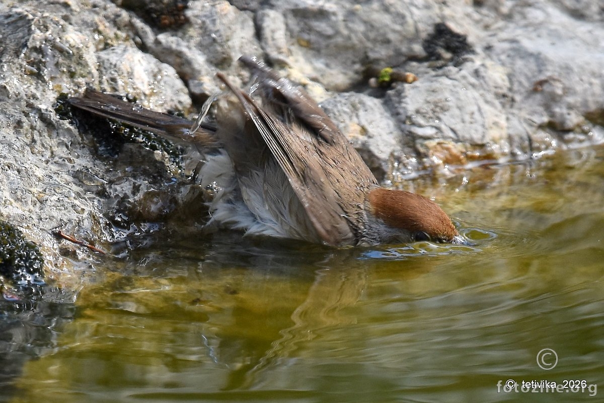 Crnokapa grmuša, Sylvia atricapilla (1)