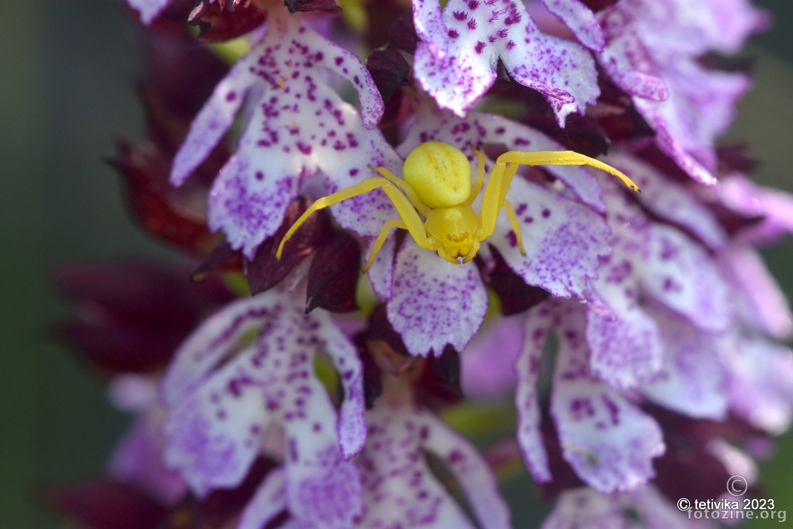 Cvjetni pauk,  Misumena vatia