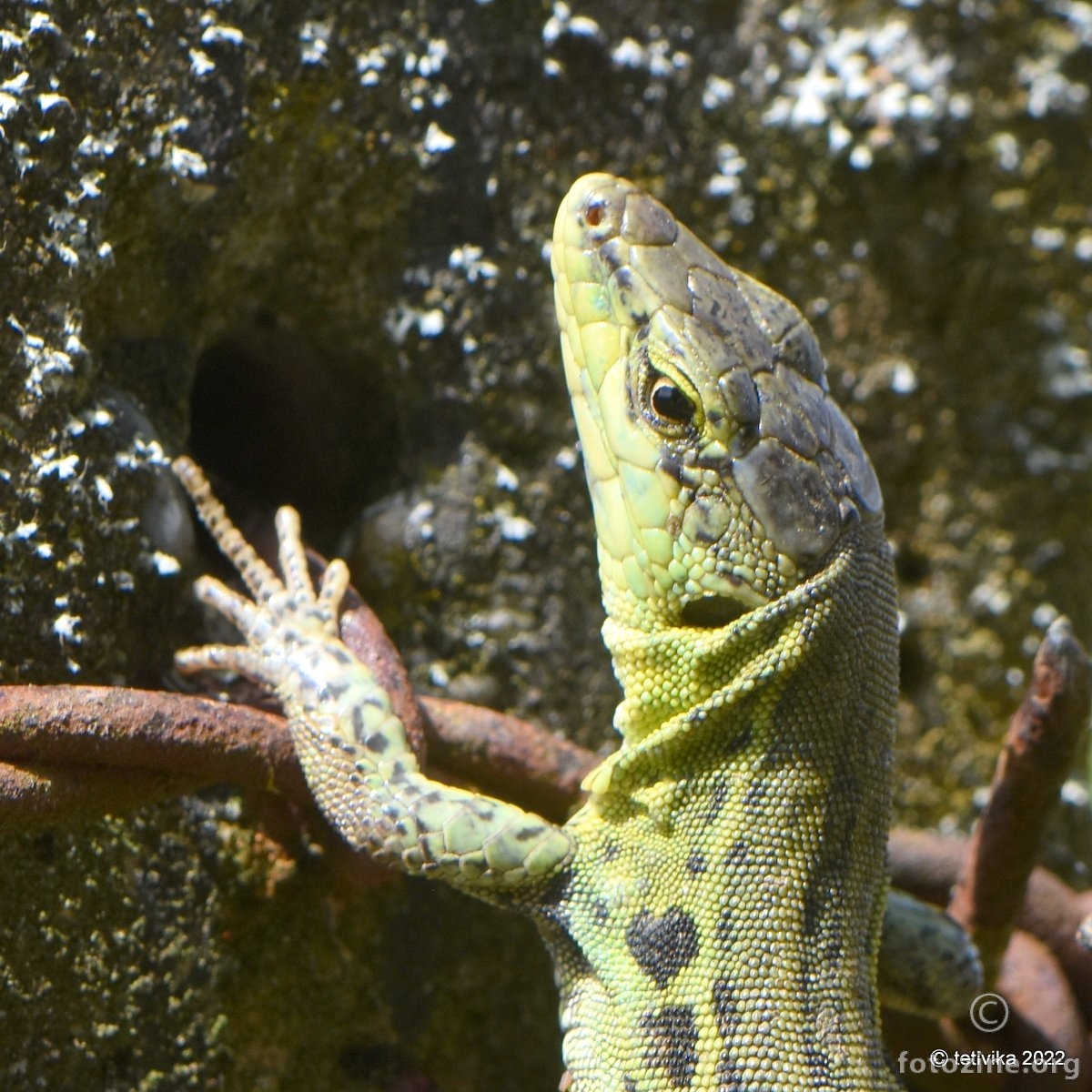 Primorska gušterica, Podarcis melisellensis