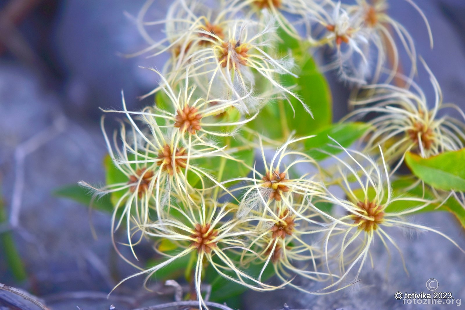 Pavitina, Clematis vitalba