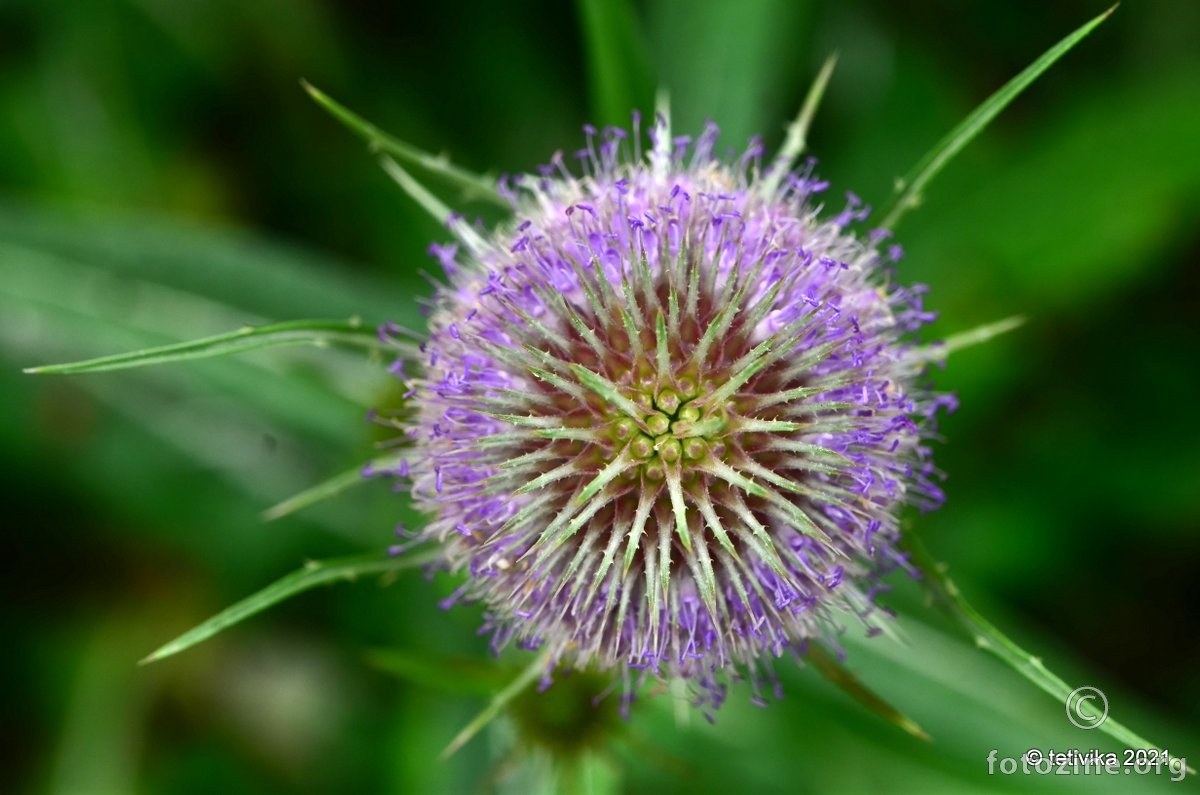 Češljugovina, Dipsacus fullonum