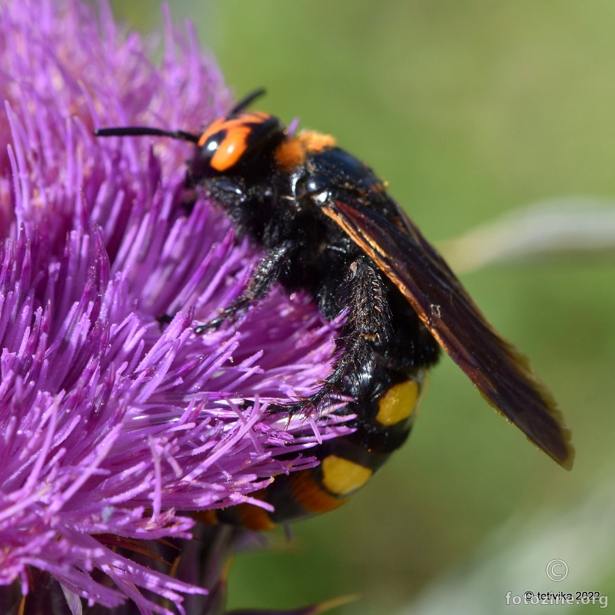 Scolia quadripunctata