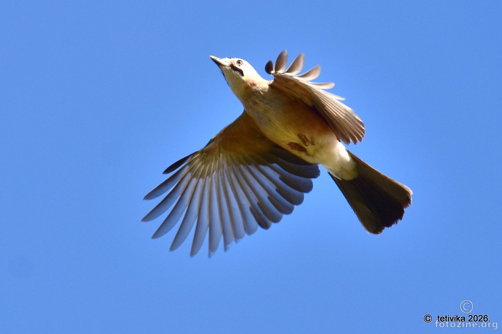 Šojka, Garrulus glandarius 
