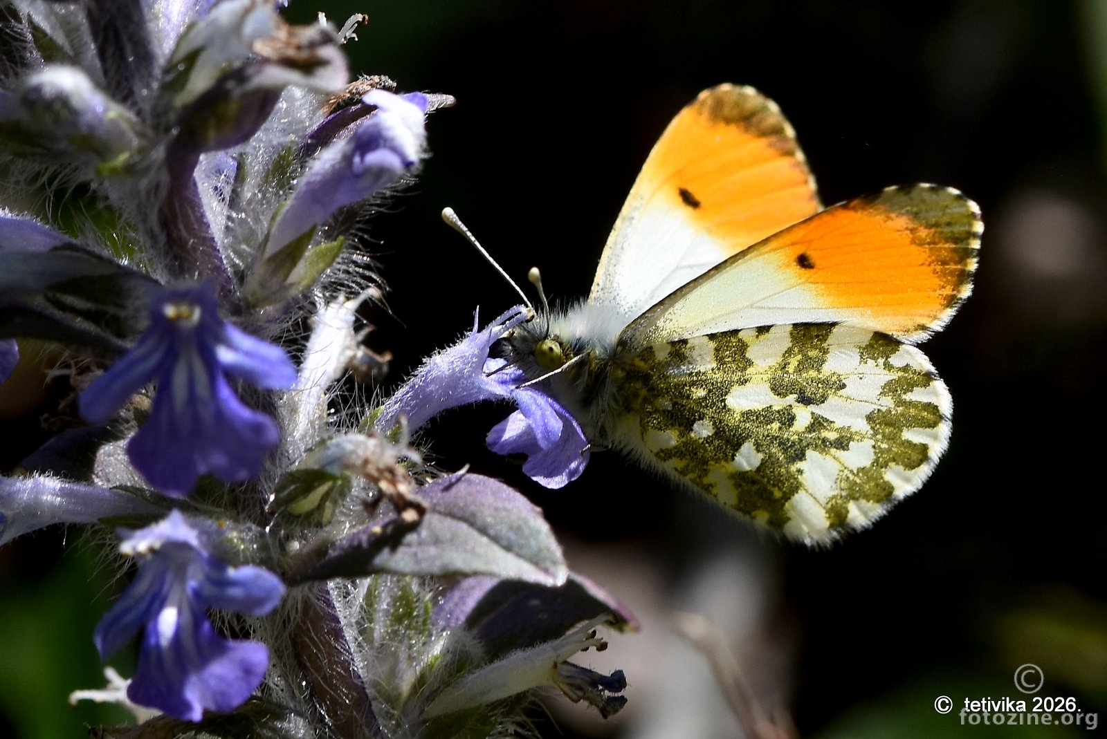 Zorica,  Anthocharis cardamines
