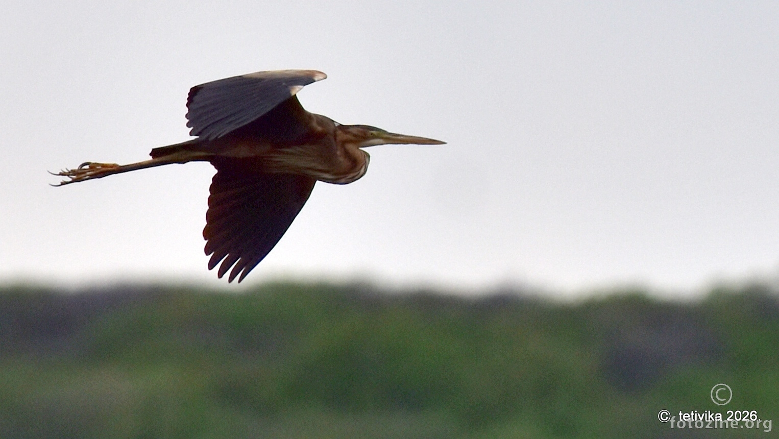 Čaplja danguba, Ardea purpurea