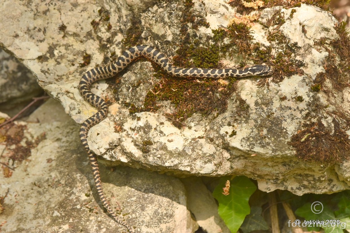 Kravosas,  Elaphe quatuorlineata