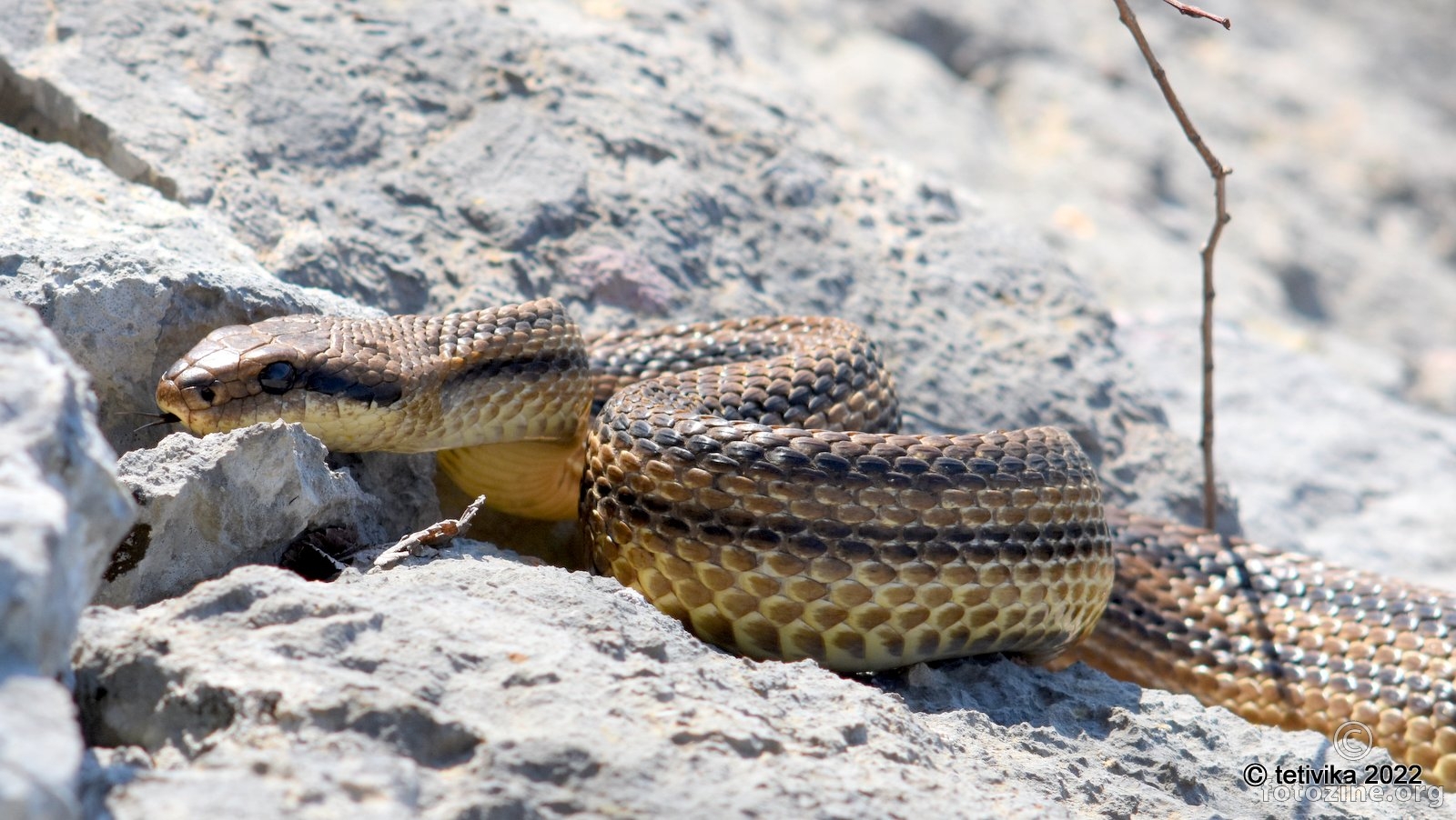 Četveroprugi kravosas, Elaphe quatuorlineata