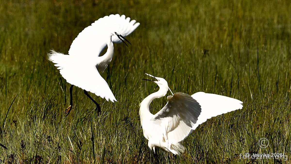 Mala bijela čaplja, Egretta garzetta