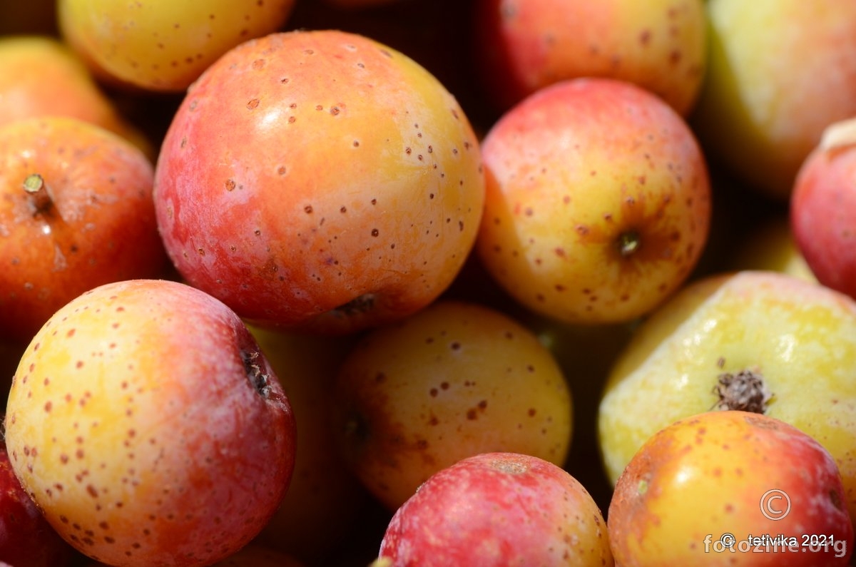 Sorbus domestica