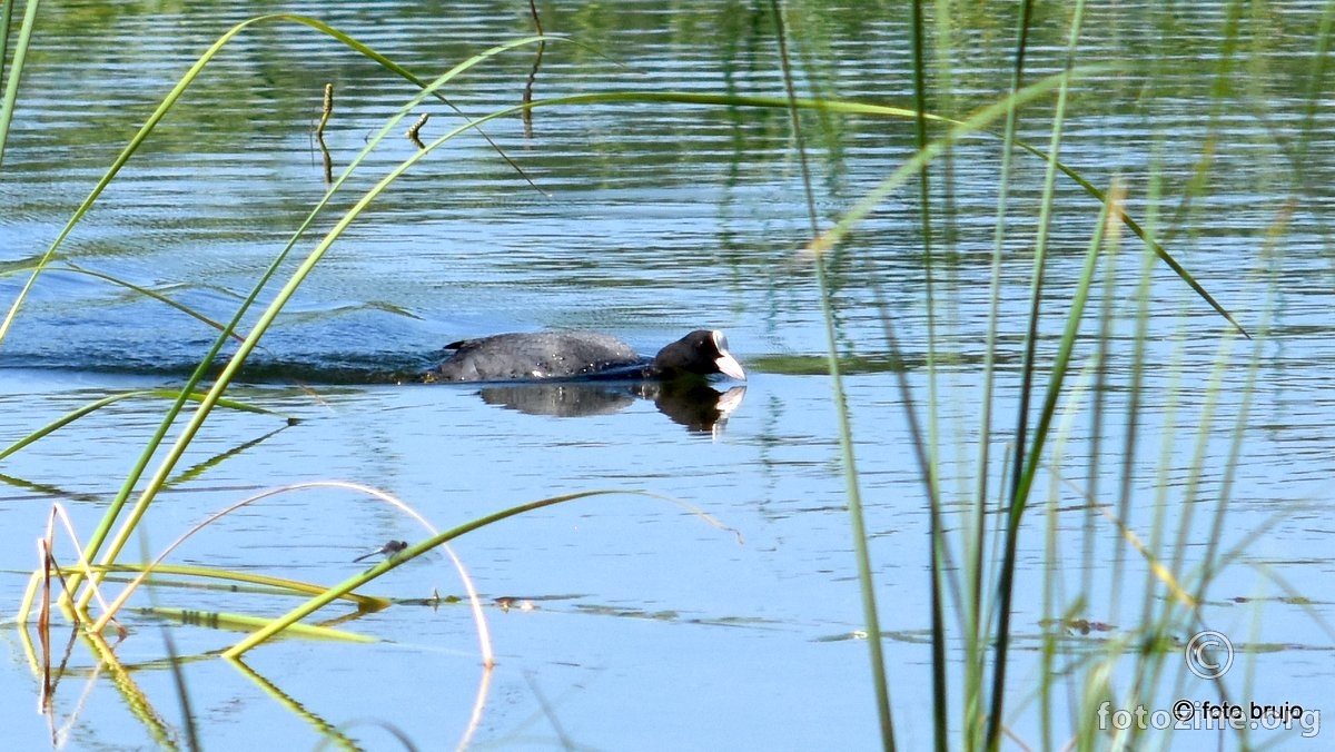 Crna liska, Fulica atra