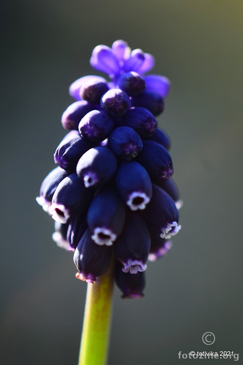 Presličica, Muscari neglectum