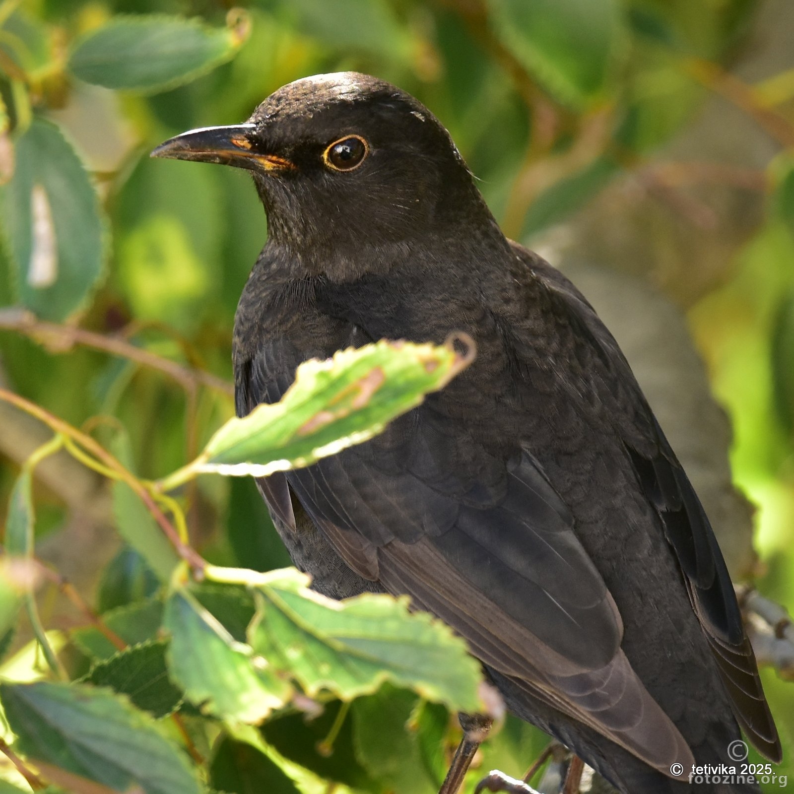 Crni kos, Turdus merula