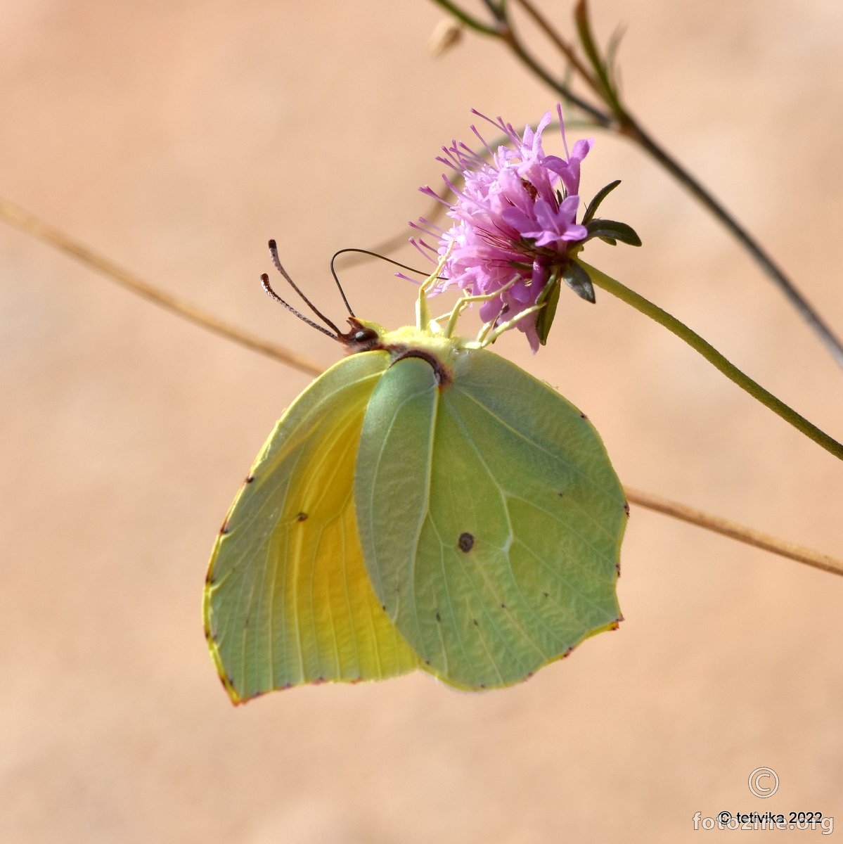 Kleopatra, Gonepteryx cleopatra