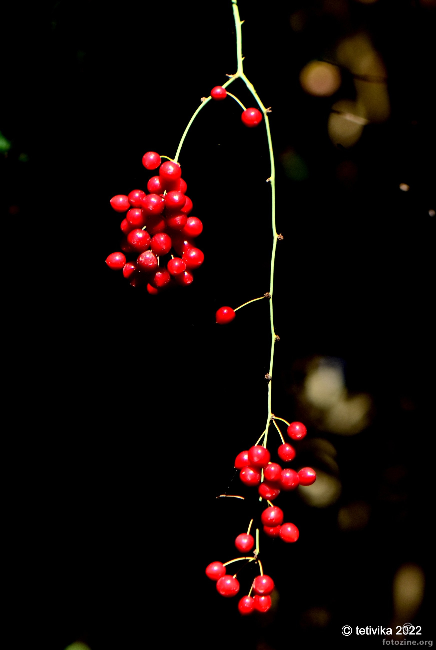 Smilax aspera