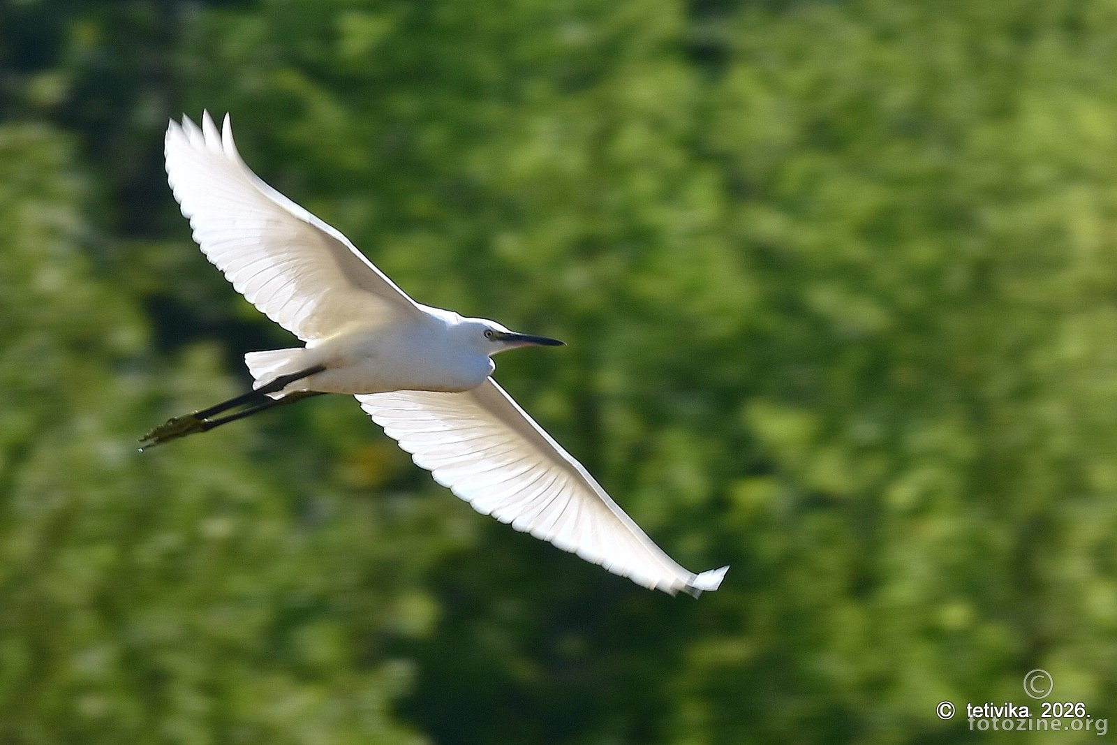 Mala bijela čaplja, Egretta garzetta