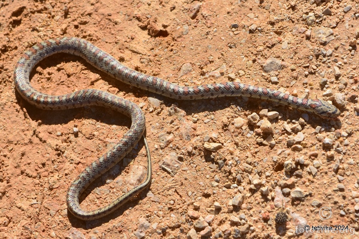 Crvenkrpica, Zamenis situla