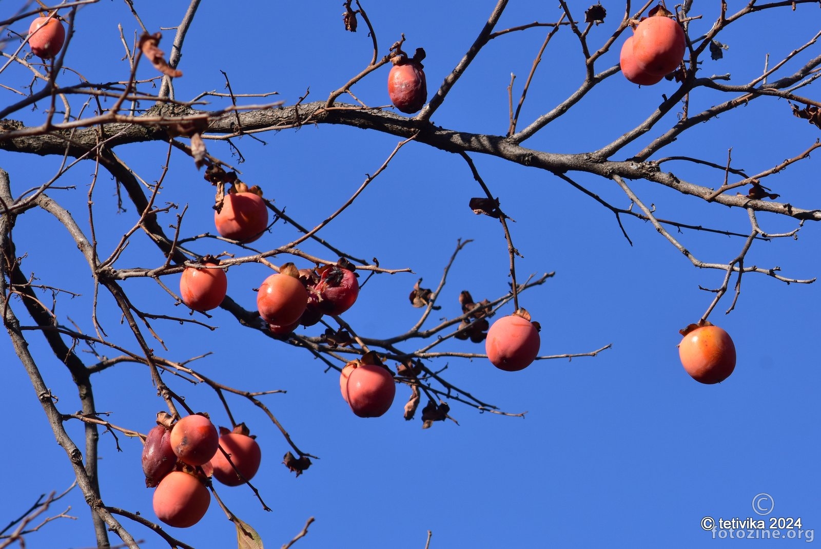 Kaki jabuka, Diospyros kaki