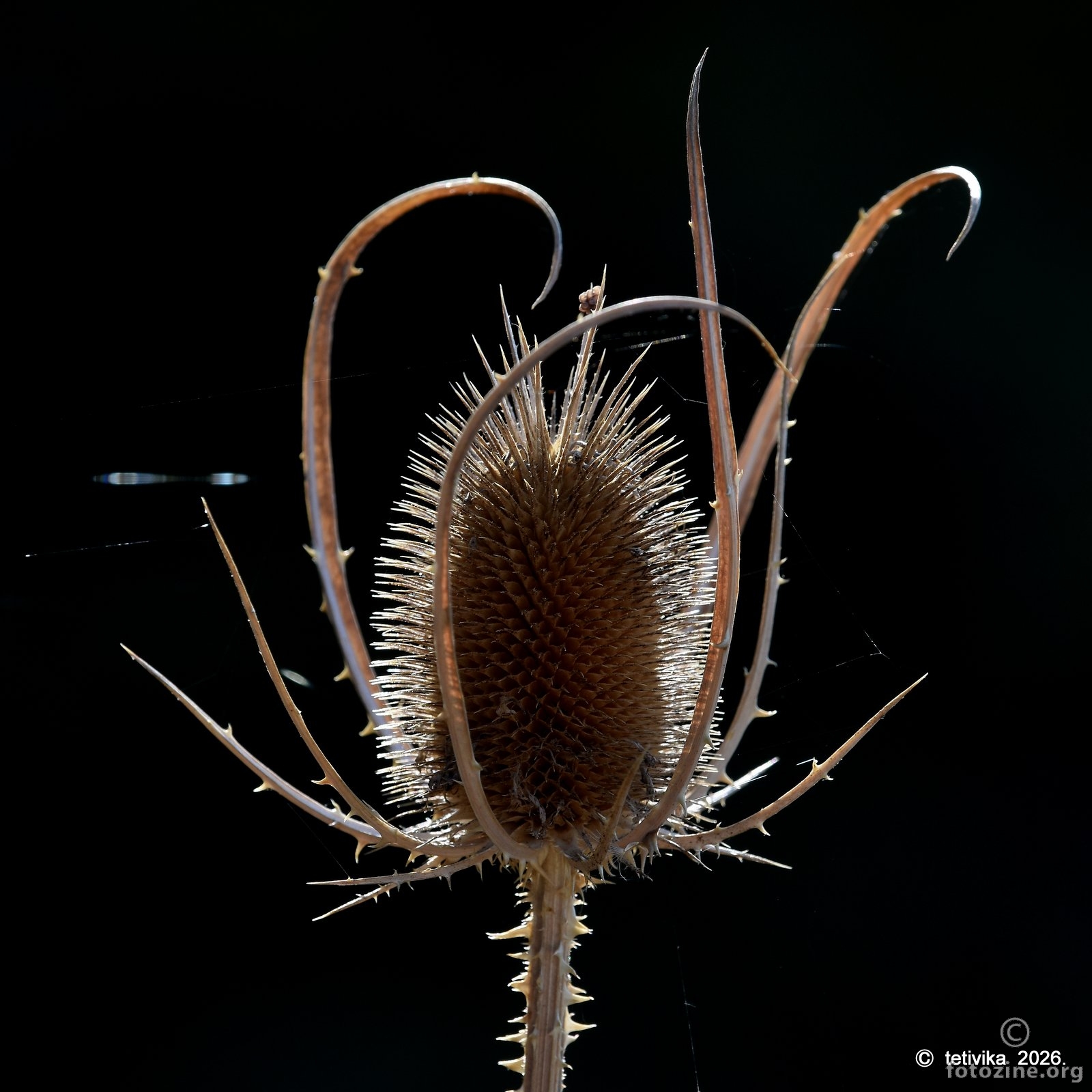 Dipsacus