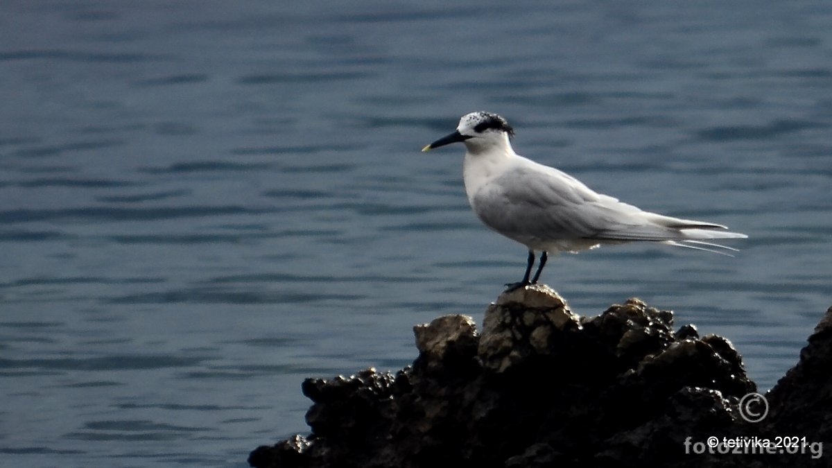 Dugokljuna čigra, Thalasseus sandvicensis