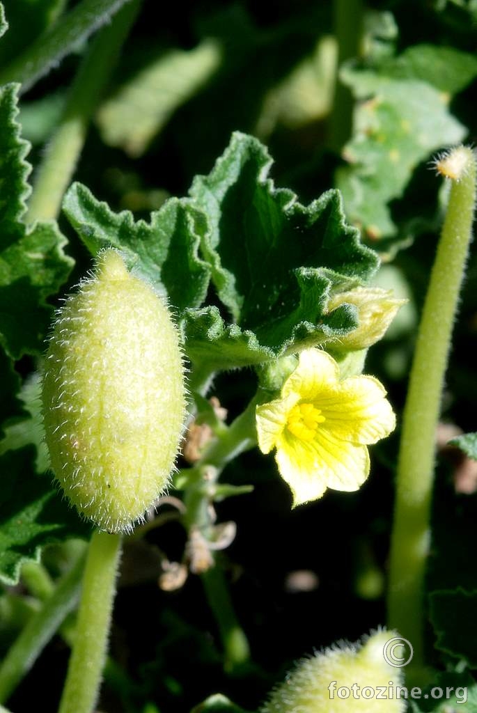 Divlji krastavac, Ecballium elaterium