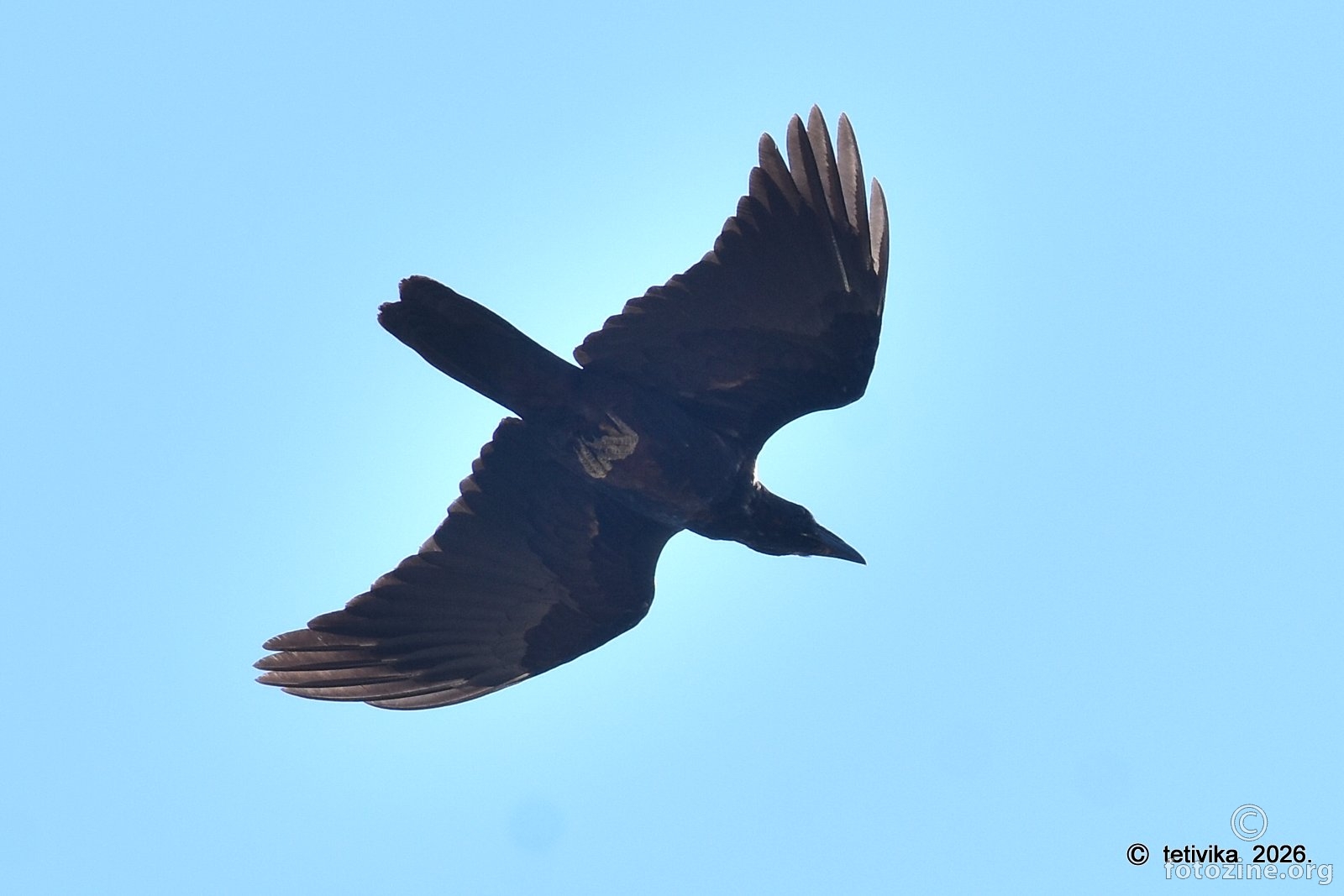 Gavran, Corvus corax