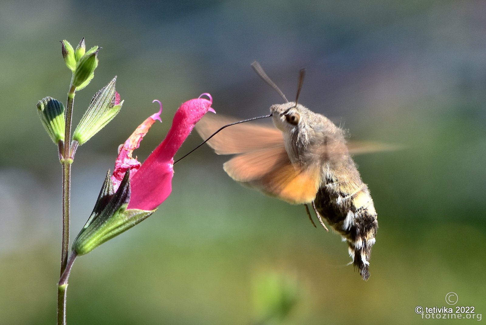 Golupka, Macroglossum stellatarum