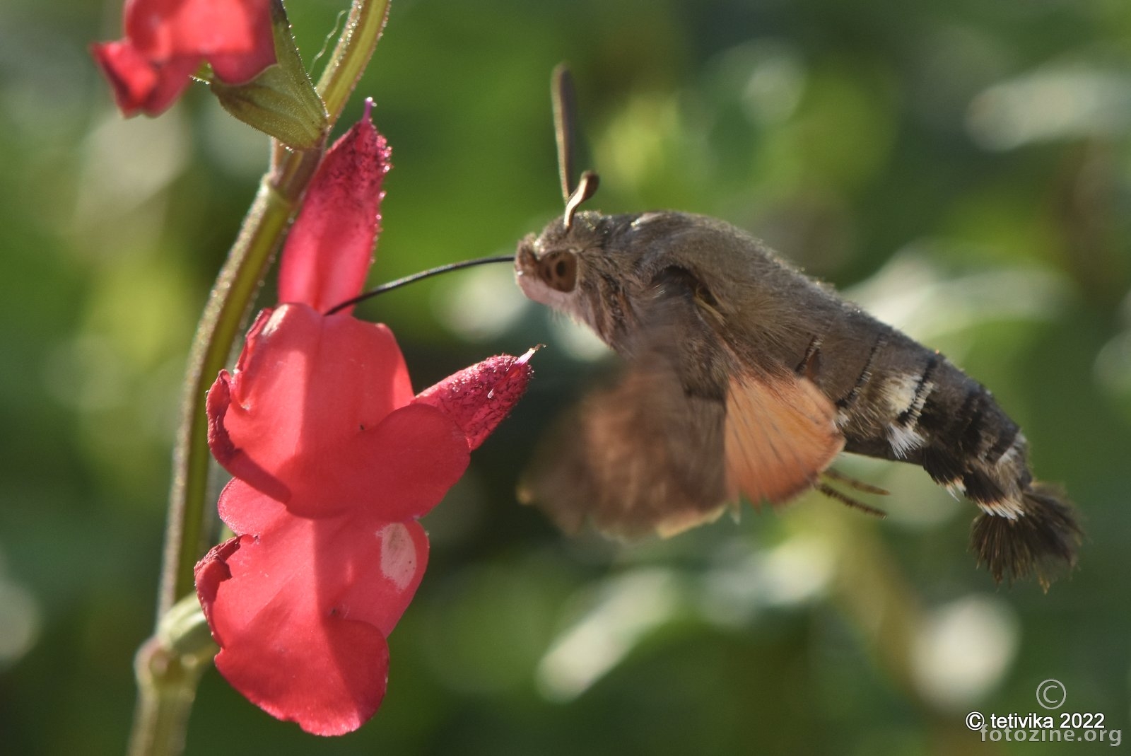 Golupka, Macroglossum stellatarum