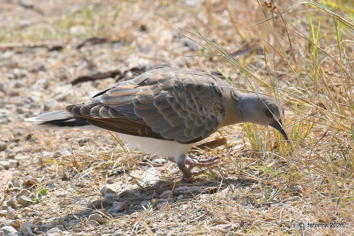 Grlica, Streptopelia turtur