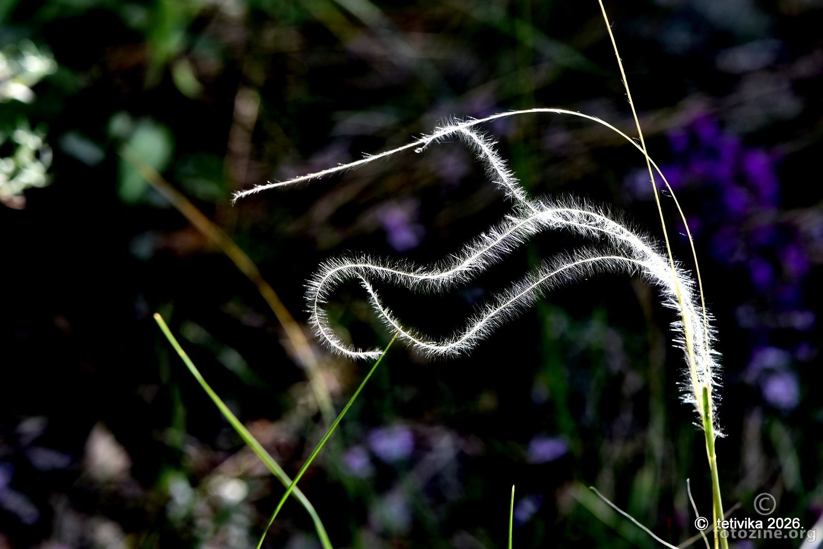 Kovilje, Stipa pennata