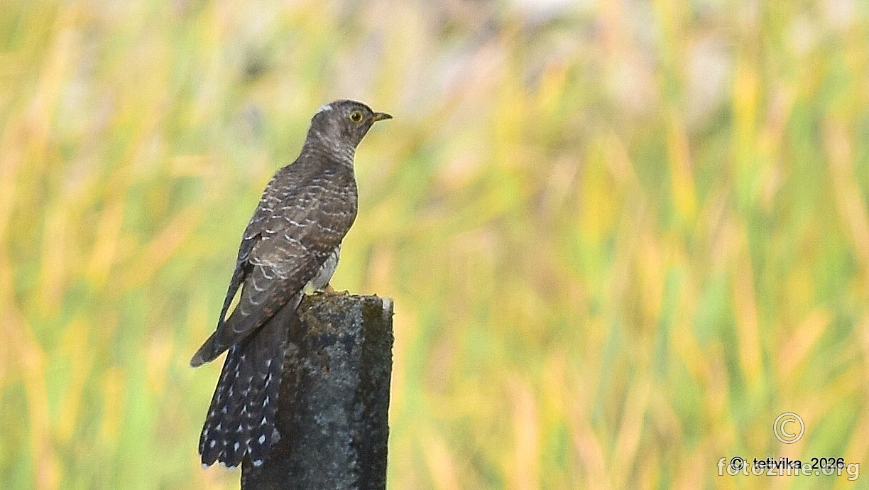 Kukavica, Cuculus canorus