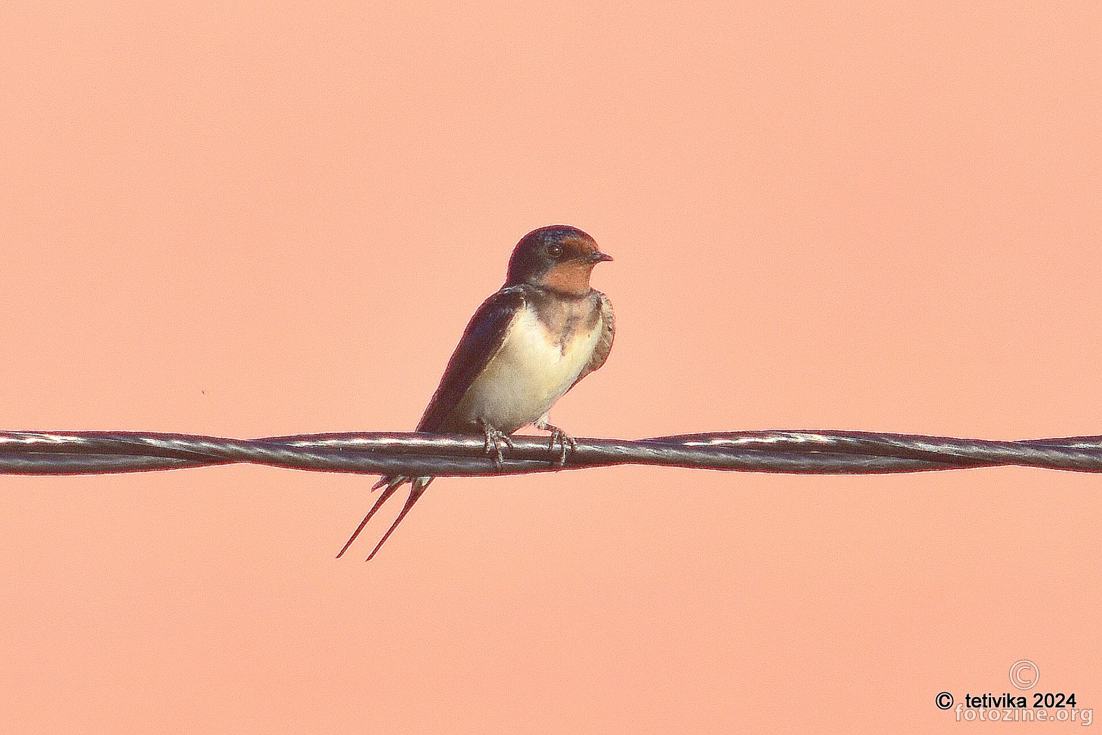 Lastavica, Hirundo rustica