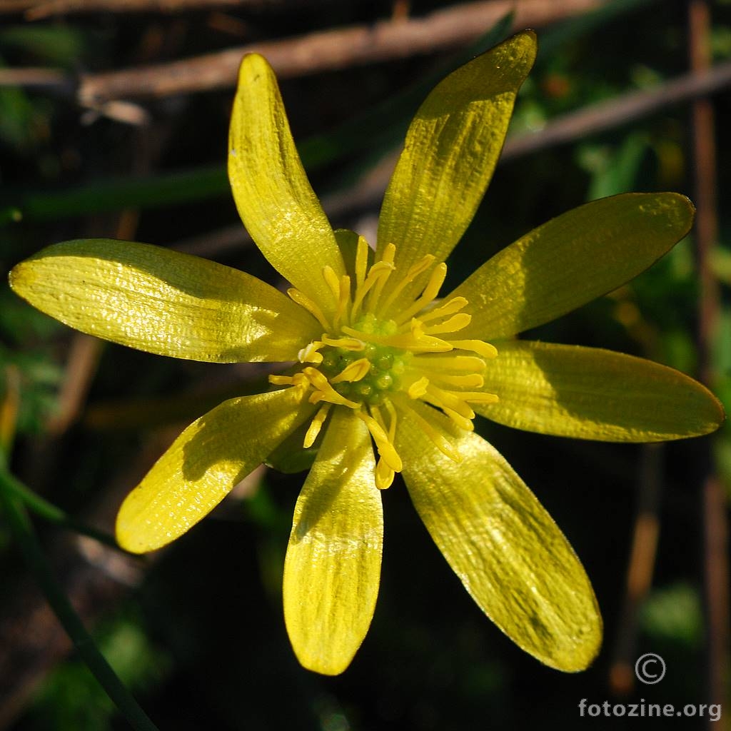 Ledinjak, Ficaria verna, (=Ranunculus ficaria)
