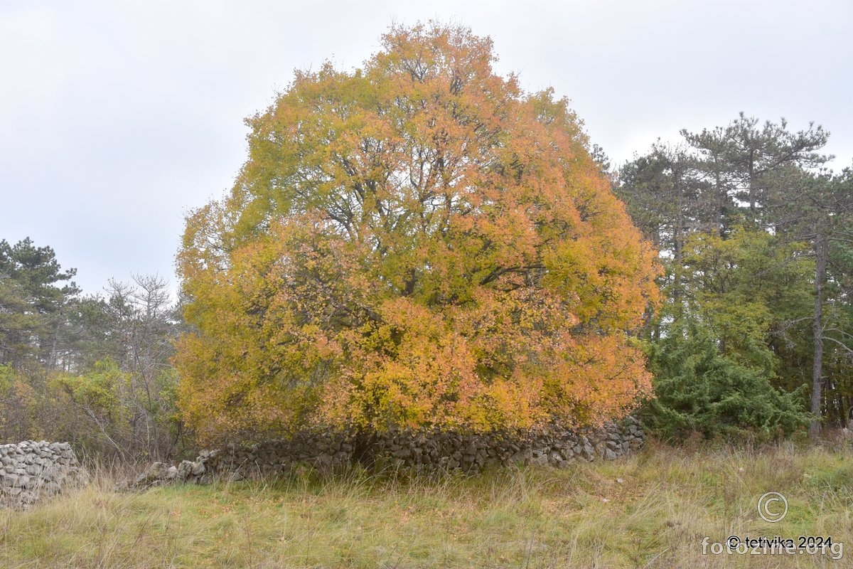 Makljen, Acer monspessulanum 