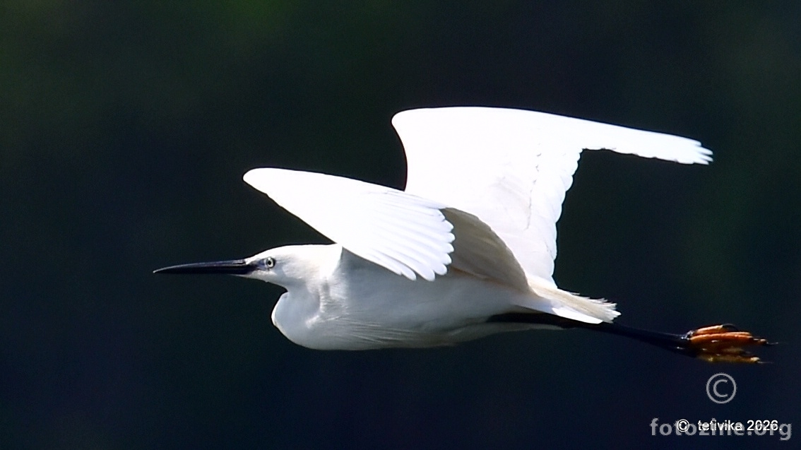 Mala bijela čaplja, Egretta garzetta