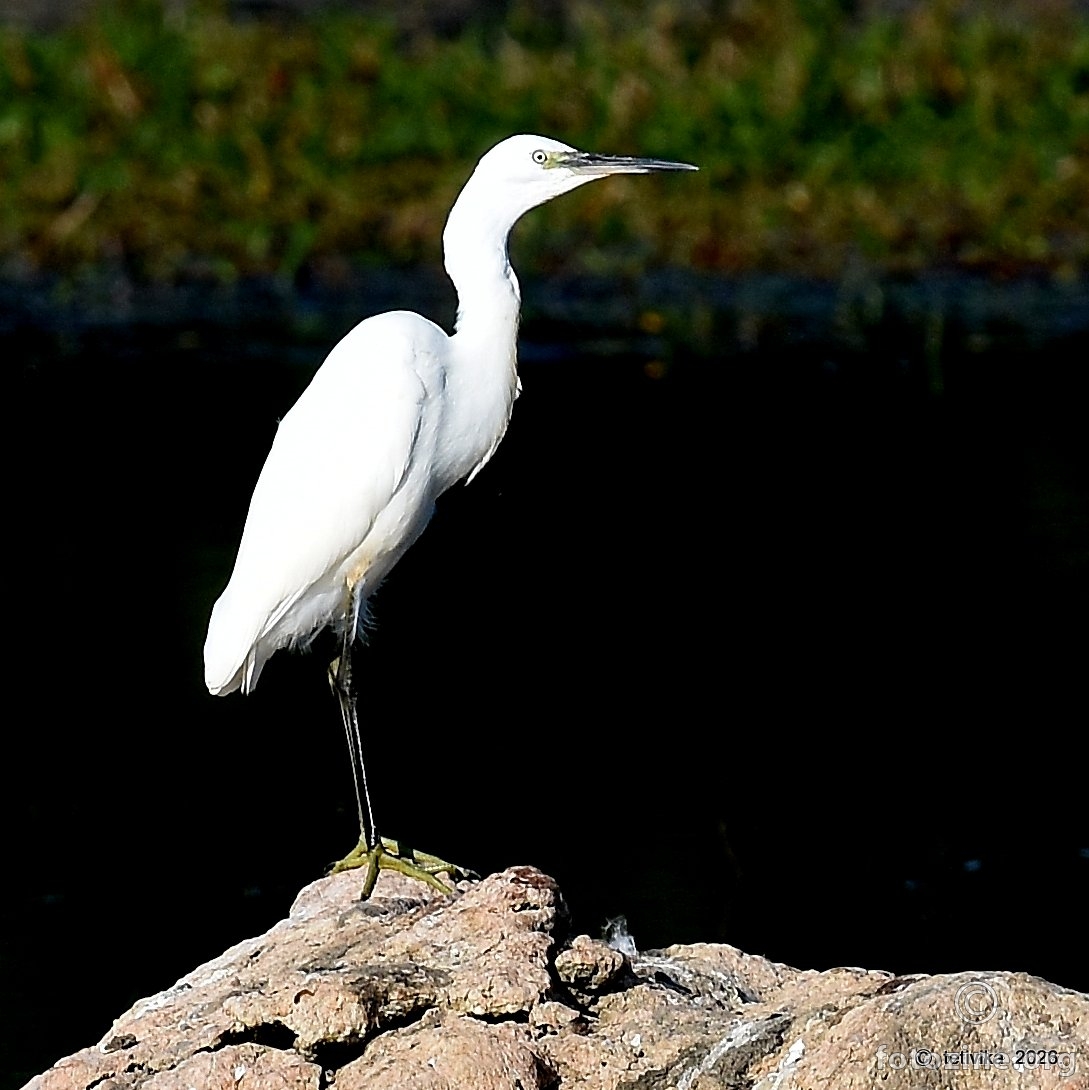 Mala bijela čaplja, Egretta garzetta